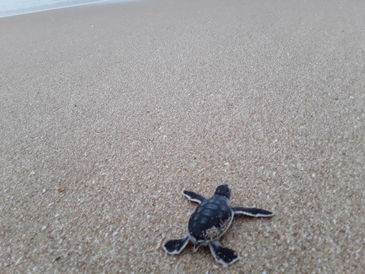 Green Turtle Tangalle Ngoại thất bức ảnh